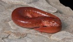 Appalachian Salamander Ecology
