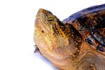 Reptile and Amphibian Ecology
